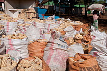 Numerous bags of Maize (Zea mays) cobs with woman carrying a bag on her head. Commercial maize farm, Tanzania, East Africa. October 2011.