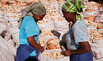 Women bagging Maize (Zea mays) cobs on commercial maize farm, Tanzania, East Africa. October 2011.