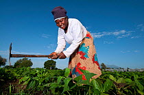 Woman weeding in a field of Green beans (Phaseolus vulgaris) on commercial farm. The woman wears traditional clothing, a 'kitenge', wrapped around her. Tanzania, East Africa. December 2010.