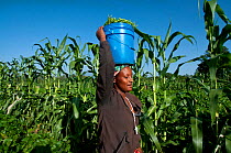 Woman carrying harvested Green beans (Phaseolus vulgaris) in a bucket on her head. Commercial bean farm, Tanzania, East Africa. December 2010.