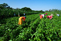 Women harvesting Green beans (Phaseolus vulgaris) on commercial farm. The women wear traditional clothing ('kangas' and 'kitenge'). Tanzania, East Africa. December 2010.
