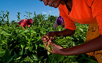 Women harvesting Green beans (Phaseolus vulgaris) on commercial farm. The women wear traditional clothing ('kangas' and 'kitenge'). Tanzania, East Africa. December 2010.
