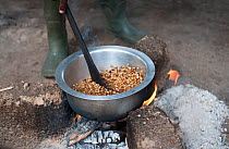 Coffee (Coffea arabica) beans roasting over a fire, Tanzania, East Africa.