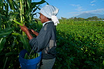 Woman harvesting baby Corn (Zea mays) on commercial farm, field of green beans and Mount Meru visible beyond. Tanzania, East Africa. December 2010.