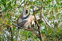 Vervet monkey (Chlorocebus pygerythrus) eating Maize (Zea mays) corn on the cob. Commercial farm, Tanzania, East Africa. Farm workers are employed to scare the monkeys away from the crops, but some mo...