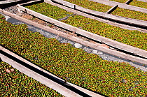 Buni Coffee (Coffea arabica) drying on trays outside. Commercial farm, Tanzania, East Africa.