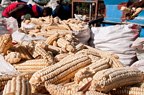 Bags of Maize (Zea mays) cobs ready for shelling. Commercial maize farm, Tanzania, East Africa.