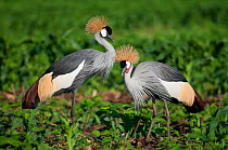 Two Grey crowned cranes (Balearica regulorum gibbericeps) foraging on a commercial green bean farm, Tanzania, East Africa.