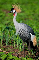 Grey crowned crane (Balearica regulorum gibbericeps) foraging on a commercial green bean farm, Tanzania, East Africa.