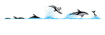 Illustration of the diving and breaching behaviour of a Pacific White-Sided Dolphin (Lagenorhynchus obliquidens).