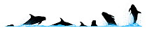 Illustration of the diving and breaching behaviour of Rissos Dolphin (Grampus griseus).