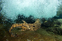 Japanese giant salamander (Andrias japonicus) male swimming in current. Ichikawa river, Okayama, Japan, September.