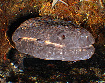 Japanese giant salamander (Andrias japonicus) male with own young in mouth. Hino river, Nichinan-chou, Tottori, Japan, March.