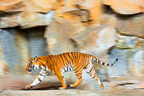 Indochinese tiger (Panthera tigris corbetti) prowling near to entrance of enclosure, captive occurs in South East Asia.