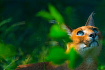 Caracal (Caracal caracal) looking up, captive, occurs in Africa, Central Asia, and Southwest Asia