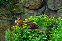 Indochinese tiger (Panthera tigris corbetti) captive occurs in South East Asia.