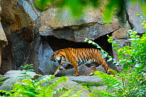 Indochinese tiger (Panthera tigris corbetti) prowling,  captive occurs in South East Asia.