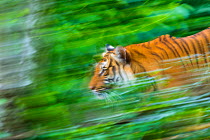 Indochinese tiger (Panthera tigris corbetti) running through plants, captive occurs in South East Asia.