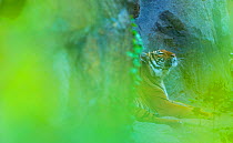 Indochinese tiger (Panthera tigris corbetti) looking up, behind screen of leaves, captive, occurs in South East Asia
