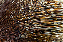 Close up of Porcupine quills (Hystricidae) captive.
