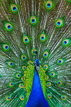 Indian peafowl (Pavo cristatus) peacock displaying feathers, captive, occurs in South Asia.