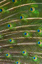 Indian peafowl (Pavo cristatus) close up of feathers, captive, occurs in South Asia.