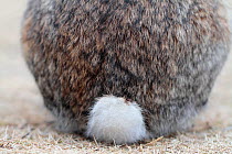 Feral domestic rabbit (Oryctolagus cuniculus) close up of tail, Okunojima Island, also known as Rabbit Island, Hiroshima, Japan.