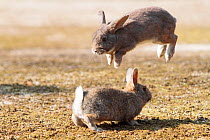 Feral domestic rabbit (Oryctolagus cuniculus) males fighting one leaping into the air, Okunojima Island, also known as Rabbit Island, Hiroshima, Japan.