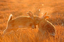Feral domestic rabbit (Oryctolagus cuniculus) males fighting at sunset, Okunojima Island, also known as Rabbit Island, Hiroshima, Japan.