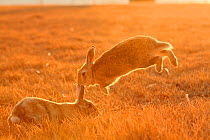 Feral domestic rabbit (Oryctolagus cuniculus) males fighting at sunset, Okunojima Island, also known as Rabbit Island, Hiroshima, Japan.