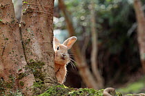 Feral domestic rabbit (Oryctolagus cuniculus) looking round tree trunk, Okunojima Island, also known as Rabbit Island, Hiroshima, Japan.