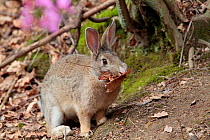 Feral domestic rabbit (Oryctolagus cuniculus) carrying nesting material, Okunojima Island, also known as Rabbit Island, Hiroshima, Japan.