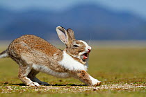 Feral domestic rabbit (Oryctolagus cuniculus) stretching and yawning, Okunojima Island, also known as Rabbit Island, Hiroshima, Japan.
