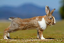 Feral domestic rabbit (Oryctolagus cuniculus) stretching, Okunojima Island, also known as Rabbit Island, Hiroshima, Japan.