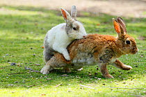 Feral domestic rabbit (Oryctolagus cuniculus) male attempting to mate with female, Okunojima Island, also known as Rabbit Island, Hiroshima, Japan.