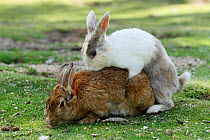 Feral domestic rabbits (Oryctolagus cuniculus) mating, Okunojima Island, also known as Rabbit Island, Hiroshima, Japan.