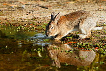 Feral domestic rabbit (Oryctolagus cuniculus) drinking water,Okunojima Island, also known as Rabbit Island, Hiroshima, Japan.