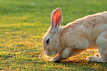 Feral domestic rabbit (Oryctolagus cuniculus) sharpening claws, Okunojima Island, also known as Rabbit Island, Hiroshima, Japan.