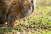 Feral domestic rabbit (Oryctolagus cuniculus) urinating, with pellets of faeces on ground also. Okunojima Island, also known as Rabbit Island, Hiroshima, Japan.