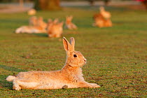 Feral domestic rabbit (Oryctolagus cuniculus) resting on ground, Okunojima Island, also known as Rabbit Island, Hiroshima, Japan.