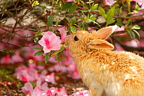 Feral domestic rabbit (Oryctolagus cuniculus) feeding on Rhododendron (Rhododendron indicum) flowers, Okunojima Island, also known as Rabbit Island, Hiroshima, Japan.