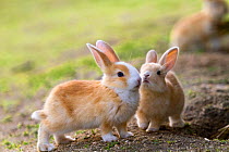 Feral domestic rabbits (Oryctolagus cuniculus) interacting, Okunojima Island, also known as Rabbit Island, Hiroshima, Japan.