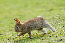 Feral domestic rabbit (Oryctolagus cuniculus) running, Okunojima Island, also known as Rabbit Island, Hiroshima, Japan.