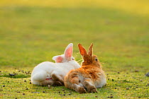 Feral domestic rabbit (Oryctolagus cuniculus) male and female resting together, Okunojima Island, also known as Rabbit Island, Hiroshima, Japan.