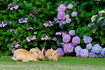 Feral domestic rabbit (Oryctolagus cuniculus) juveniles playing by a hydrangea. Okunojima Island, also known as Rabbit Island, Hiroshima, Japan.