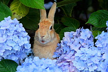 Feral domestic rabbit (Oryctolagus cuniculus) in hydrangea bush, Okunojima Island, also known as Rabbit Island, Hiroshima, Japan.