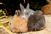 Feral domestic rabbit (Oryctolagus cuniculus) babies, Okunojima Island, also known as Rabbit Island, Hiroshima, Japan.
