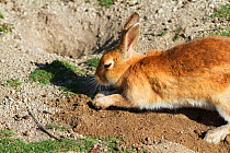 Feral domestic rabbit (Oryctolagus cuniculus) digging, Okunojima Island, also known as Rabbit Island, Hiroshima, Japan.