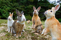 Feral domestic rabbits (Oryctolagus cuniculus) sitting up alert, Okunojima Island, also known as Rabbit Island, Hiroshima, Japan.