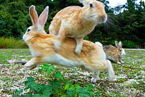 Feral domestic rabbits (Oryctolagus cuniculus) running and leaping over each other when a hawk is spotted. Okunojima Island, also known as Rabbit Island, Hiroshima, Japan.